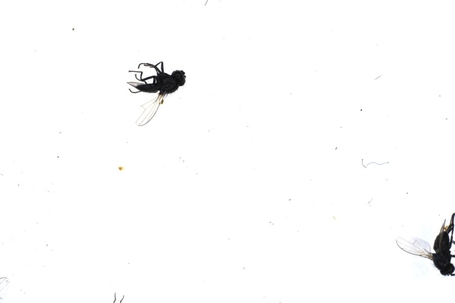 Image 77